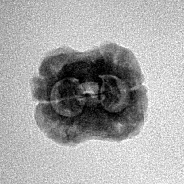 2 Mukhi Rudraksha 22.2mm 1.77gm - Inverse xray