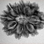 11 Mukhi Rudraksha 25.3mm 3.68gm - Inverse xray