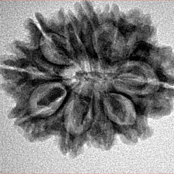 11 Mukhi Rudraksha 25.3mm 3.68gm - Inverse xray