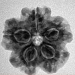 1MK(Underdeveloped) 22.3mm 3.63gm - Inverse xray