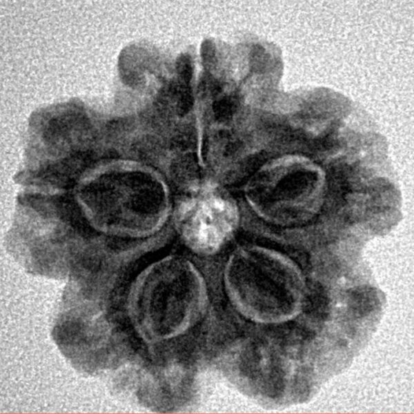 1MK(Underdeveloped) 22.3mm 3.63gm - Inverse xray