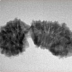 23 Mukhi Gaurishankar 29.2mm 2.3gm - Inverse xray