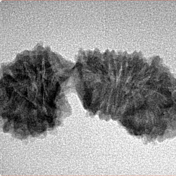 23 Mukhi Gaurishankar 29.2mm 2.3gm - Inverse xray