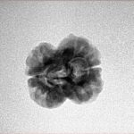 2 Mukhi Rudraksha 20.7mm 1.69gm - Inverse xray