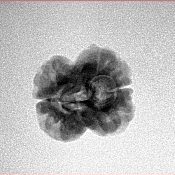 2 Mukhi Rudraksha 20.7mm 1.69gm - Inverse xray