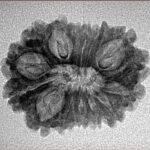 15 Mukhi Rudraksha 25mm 2.27gm - Inverse xray