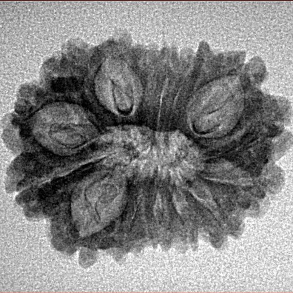 15 Mukhi Rudraksha 25mm 2.27gm - Inverse xray