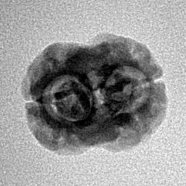 2 Mukhi Rudraksha 19.5mm 1.59gm - Inverse xray