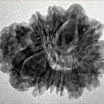 Sawar/Ganesh (13+1) 24.2mm 3gm - Inverse xray