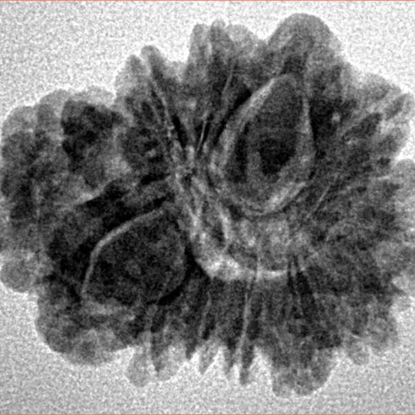 Sawar/Ganesh (13+1) 24.2mm 3gm - Inverse xray