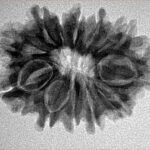 12 Mukhi Rudraksha 26.2mm 4gm - Inverse xray