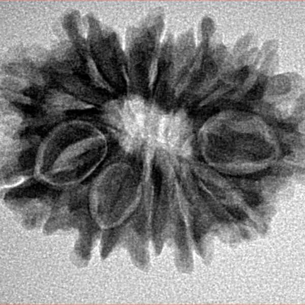 12 Mukhi Rudraksha 26.2mm 4gm - Inverse xray