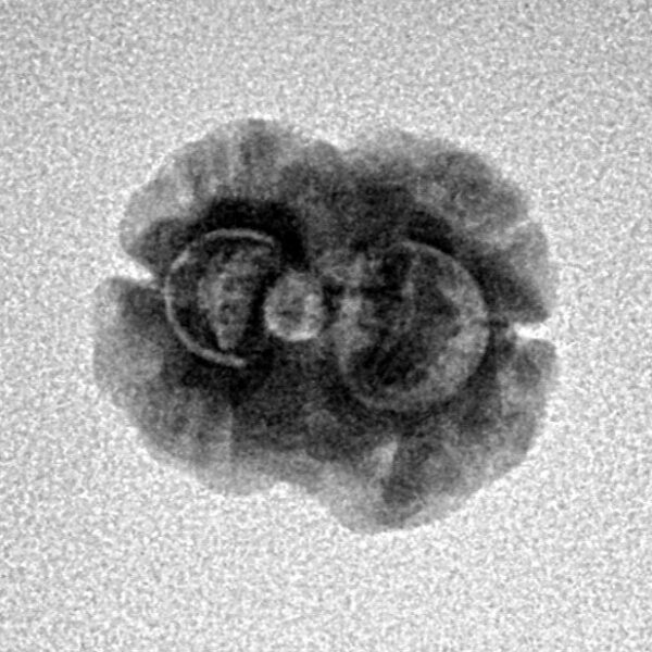 2 Mukhi Rudraksha 18.4mm 1.39gm - Inverse xray