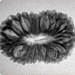 18 Mukhi Rudraksha 27mm 3.61gm - Inverse xray