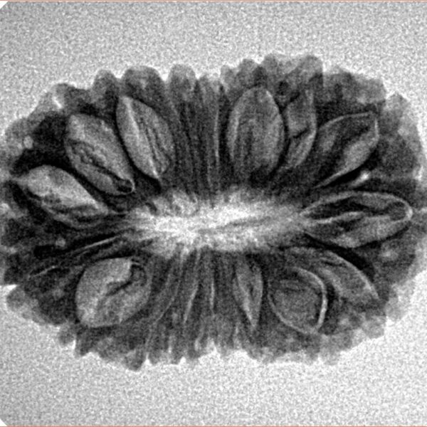 18 Mukhi Rudraksha 27mm 3.61gm - Inverse xray