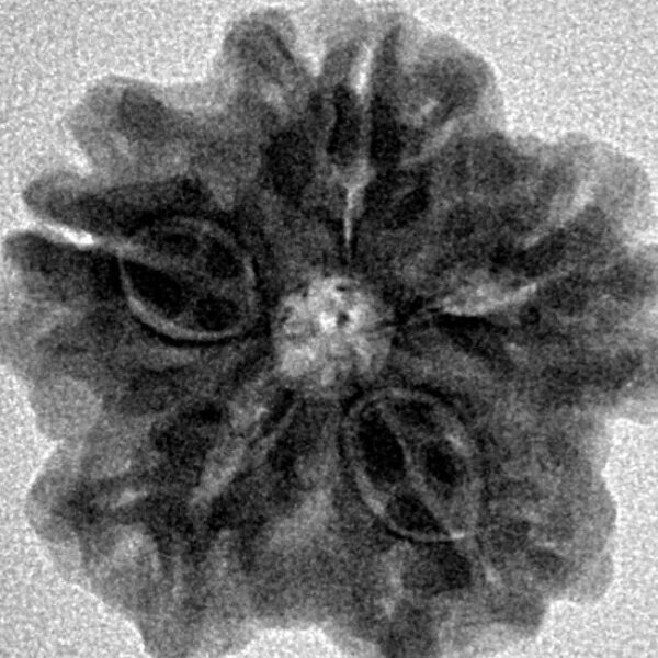 1MK(Underdeveloped) 22.8mm 4gm - Inverse xray