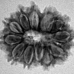 12 Mukhi Rudraksha 24.7mm 3.32gm - Inverse xray