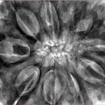 10 Mukhi Rudraksha 36.2mm 11.2gm - Inverse xray