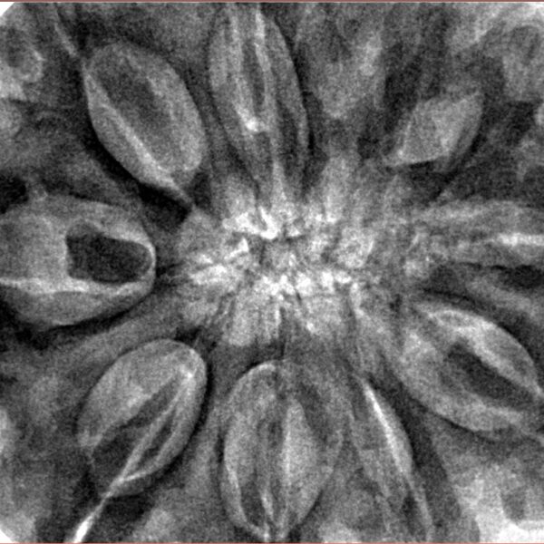 10 Mukhi Rudraksha 36.2mm 11.2gm - Inverse xray