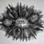 12 Mukhi Rudraksha 26.4mm 3.71gm - Inverse xray