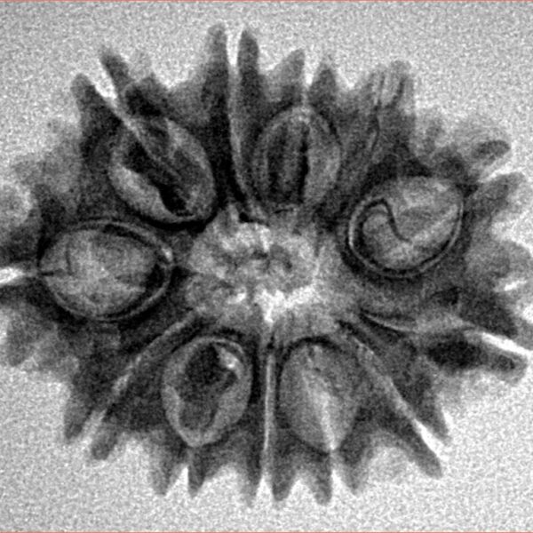 12 Mukhi Rudraksha 26.4mm 3.71gm - Inverse xray
