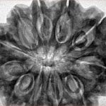 11 Mukhi Rudraksha 37.8mm 8.67gm - Inverse xray