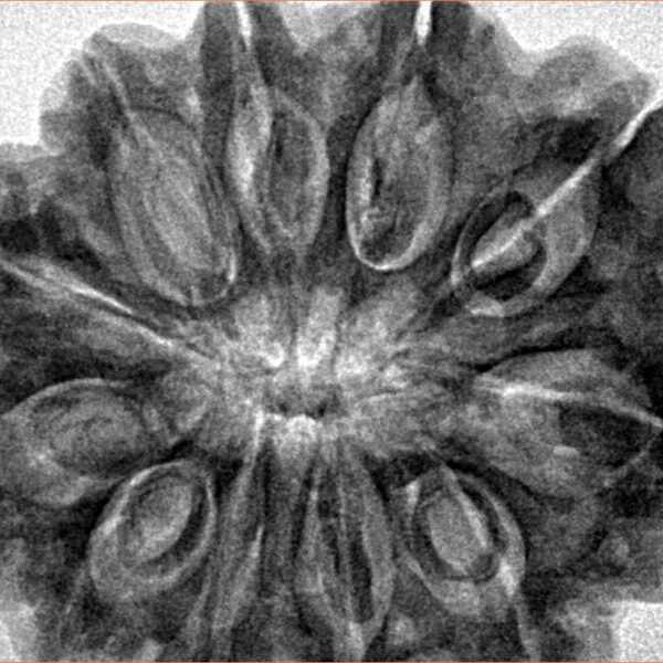 11 Mukhi Rudraksha 37.8mm 8.67gm - Inverse xray