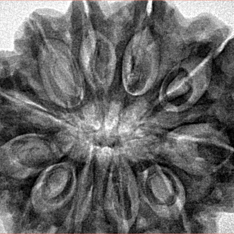 11 Mukhi Rudraksha 37.8mm 8.67gm - Inverse xray