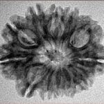 12 Mukhi Rudraksha 26.3mm 2.92gm - Inverse xray