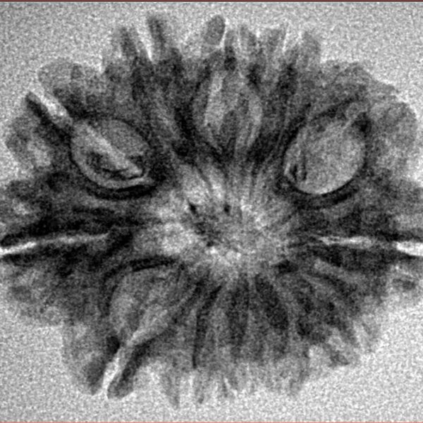 12 Mukhi Rudraksha 26.3mm 2.92gm - Inverse xray