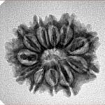 11 Mukhi Rudraksha 23.1mm 2.77gm - Inverse xray