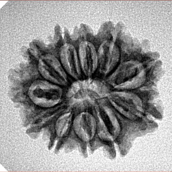11 Mukhi Rudraksha 23.1mm 2.77gm - Inverse xray