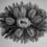 12 Mukhi Rudraksha 25.6mm 2.56gm - Inverse xray