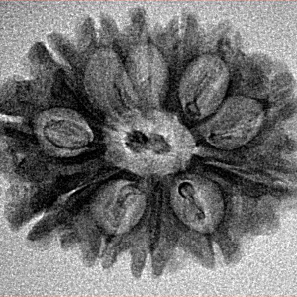 12 Mukhi Rudraksha 25.6mm 2.56gm - Inverse xray