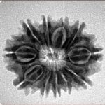 11 Mukhi Rudraksha 24.2mm 3.33gm - Inverse xray