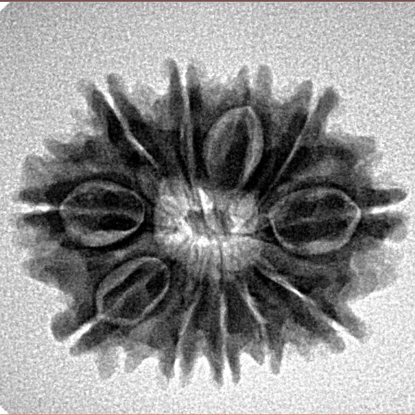 11 Mukhi Rudraksha 24.2mm 3.33gm - Inverse xray