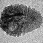 18 Mukhi Rudraksha 16.2mm 0.64gm - Inverse xray