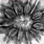 11 Mukhi Rudraksha 32.8mm 7.94gm - Inverse xray