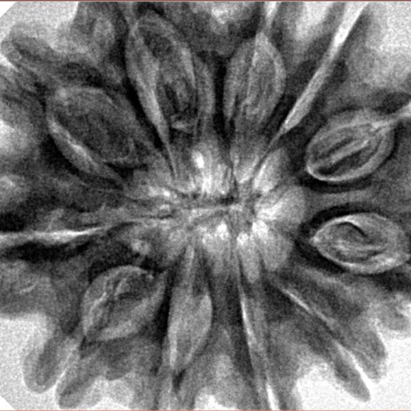 11 Mukhi Rudraksha 32.8mm 7.94gm - Inverse xray