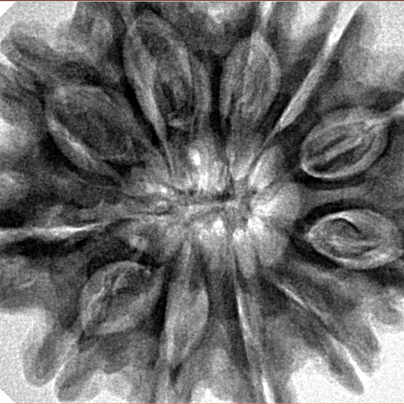 11 Mukhi Rudraksha 32.8mm 7.94gm - Inverse xray