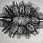 12 Mukhi Rudraksha 26.9mm 3.6gm - Inverse xray