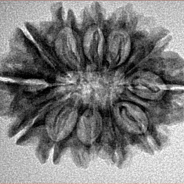 12 Mukhi Rudraksha 26.9mm 3.6gm - Inverse xray