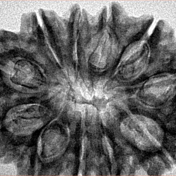 11 Mukhi Rudraksha 33.9mm 7.09gm - Inverse xray