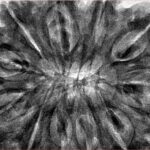 11 Mukhi Rudraksha 39.5mm 11.34gm - Inverse xray