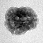 2 Mukhi Rudraksha 20.3mm 1.42gm - Inverse xray