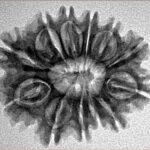 12 Mukhi Rudraksha 26mm 3.59gm - Inverse xray