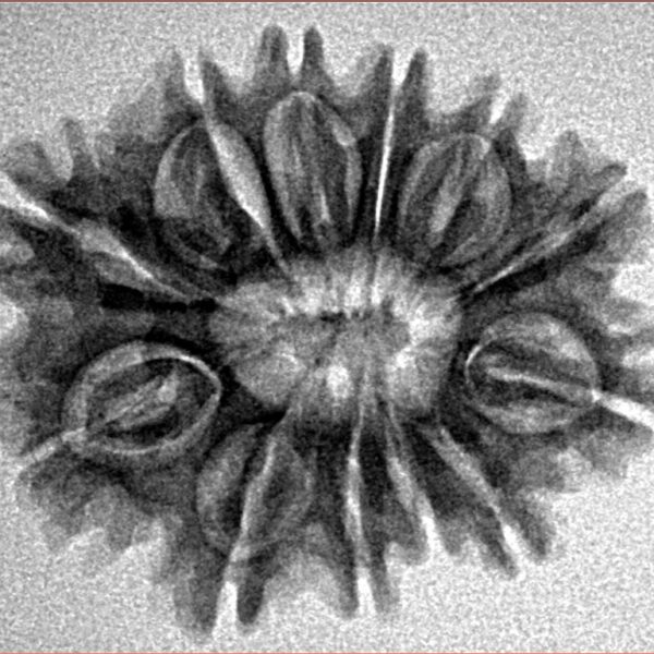 12 Mukhi Rudraksha 26mm 3.59gm - Inverse xray