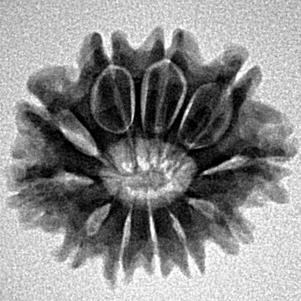 11 Mukhi Rudraksha 22.6mm 2.79gm - Inverse xray