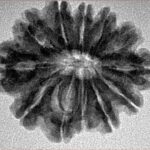 12 Mukhi Rudraksha 25.4mm 4gm - Origin: Nepal - Inverse xray