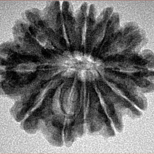 12 Mukhi Rudraksha 25.4mm 4gm - Origin: Nepal - Inverse xray